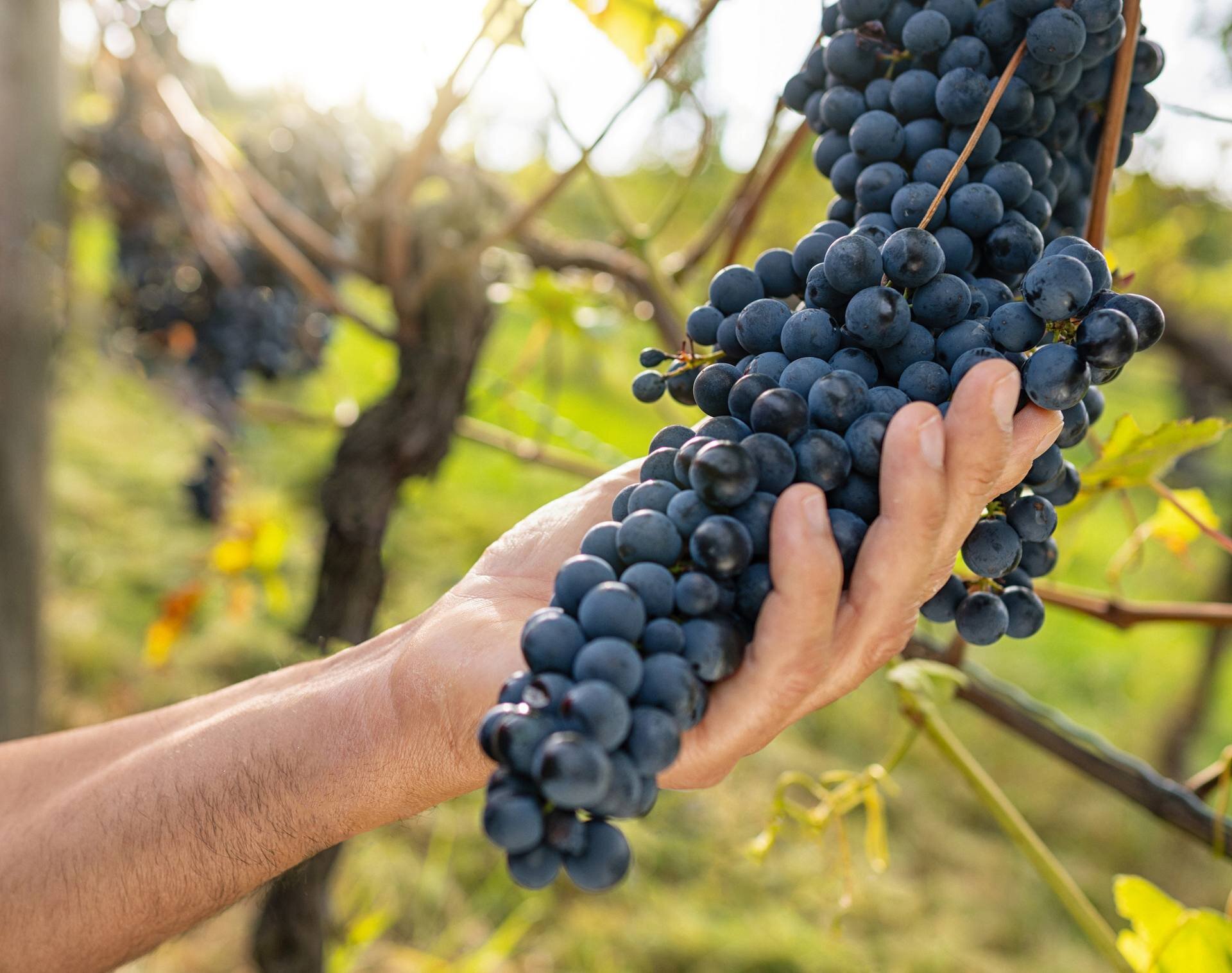 2022 Vendemmia   Ph. Paolo Cipriani (19)